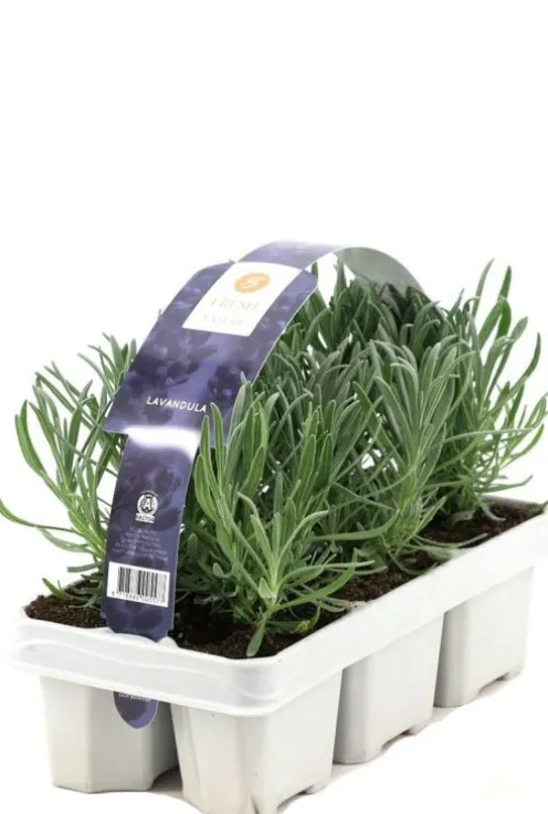Lavendel 6-Pack - Lavendel