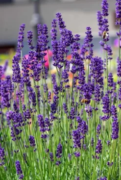 Lavendel 6-Pack - Lavendel