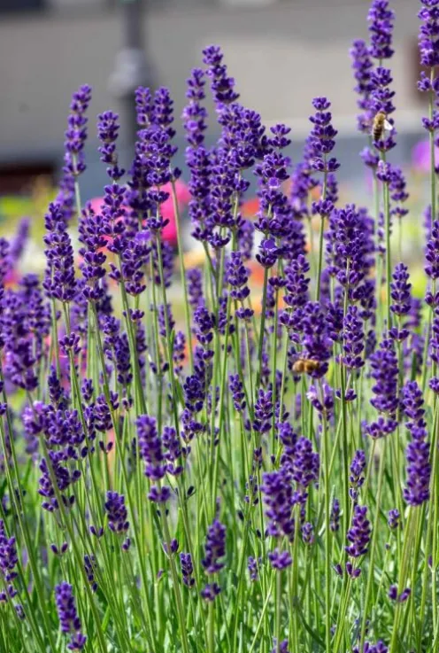Lavendel 6-Pack - Lavendel