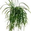 Lepismium bolivianum