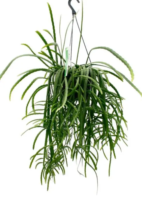Lepismium bolivianum