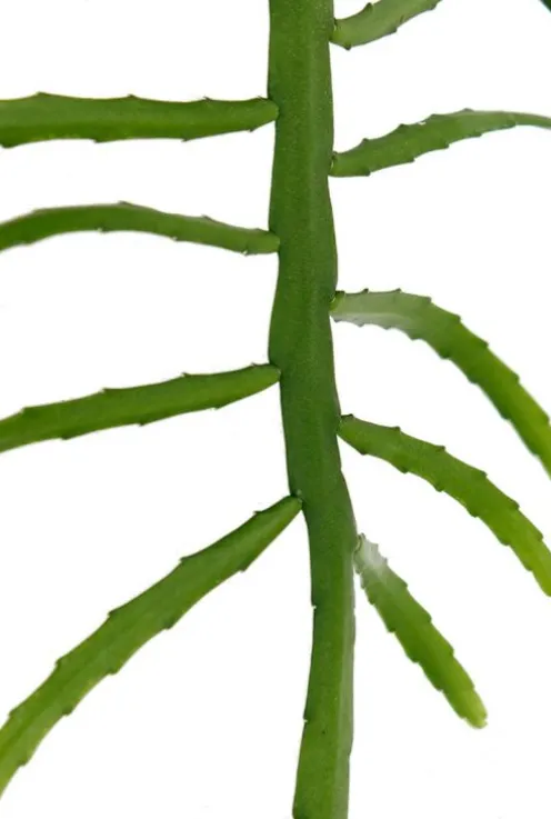 Lepismium bolivianum
