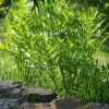 Levisticum officinale - Lavas