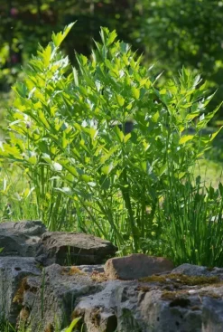 Levisticum officinale - Lavas