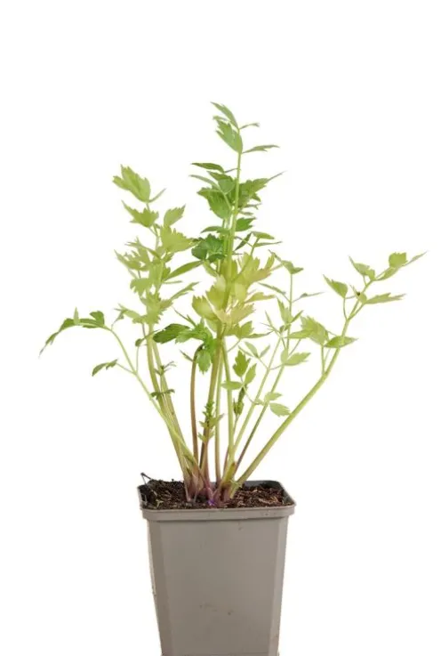 Levisticum officinale - Lavas