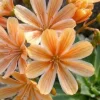 Lewisia cotyledon Elise - Bitterkruid