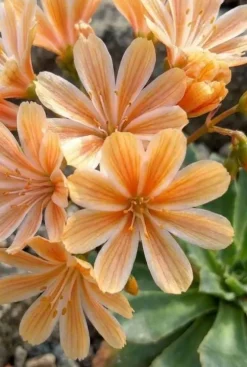 Lewisia cotyledon Elise - Bitterkruid