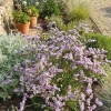 Limonium latifolium - Pruikplant