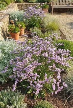 Limonium latifolium - Pruikplant