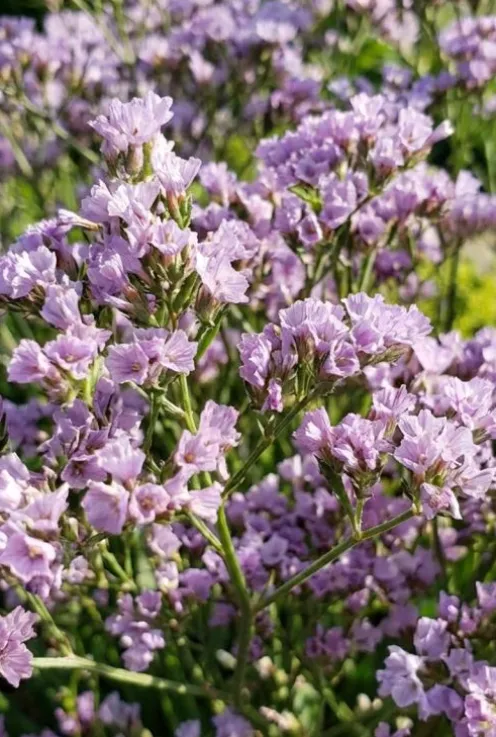 Limonium latifolium - Pruikplant