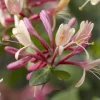 Lonicera Goldflame - Kamperfoelie