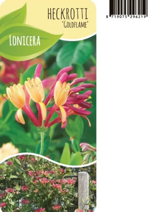 Lonicera Goldflame - Kamperfoelie