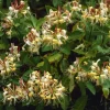 Lonicera Henryi - Kamperfoelie
