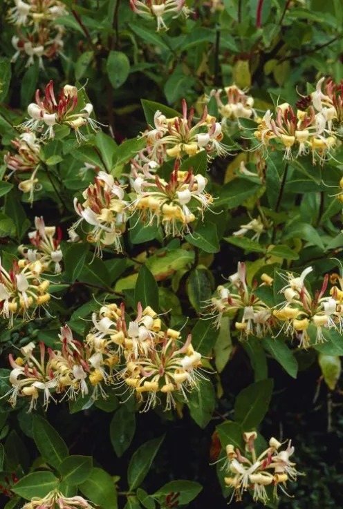 Lonicera Henryi - Kamperfoelie