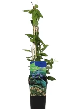 Lonicera Henryi - Kamperfoelie