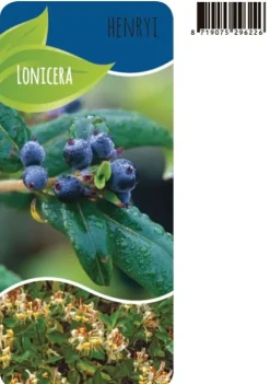 Lonicera Henryi - Kamperfoelie
