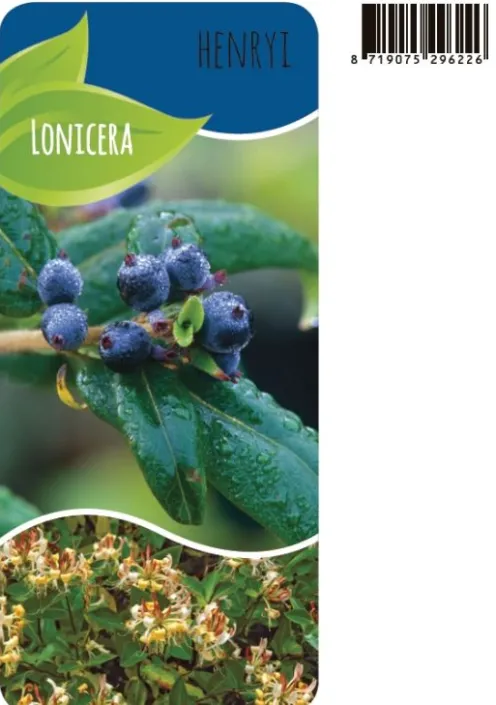 Lonicera Henryi - Kamperfoelie