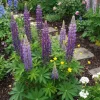 Lupinus Gallery Blue - Lupine