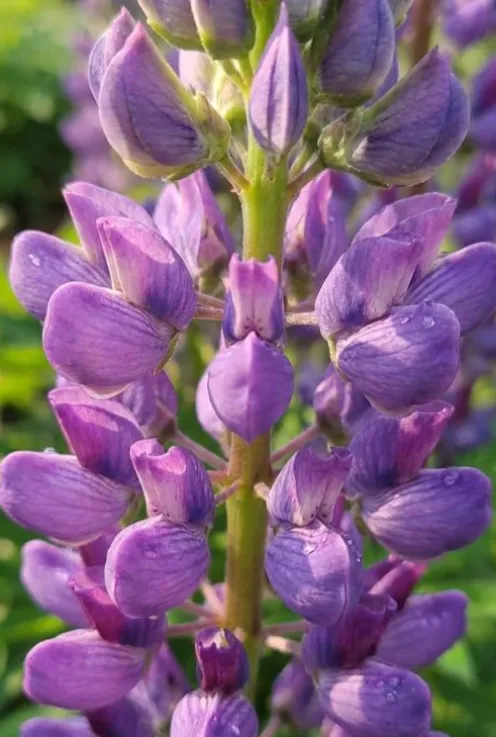 Lupinus Gallery Blue - Lupine