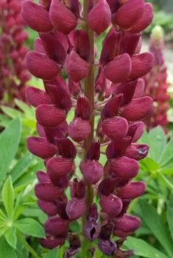 Lupinus Gallery Red - Lupine