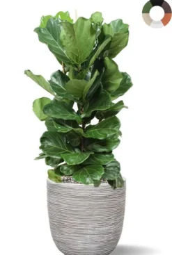 Lyrata in Capi pot