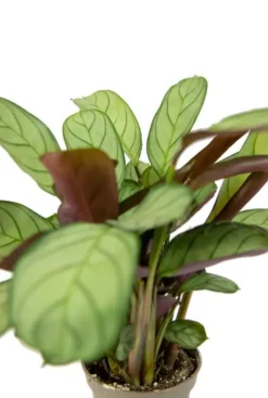 Maranta L. Amabilis Mint - Stekje