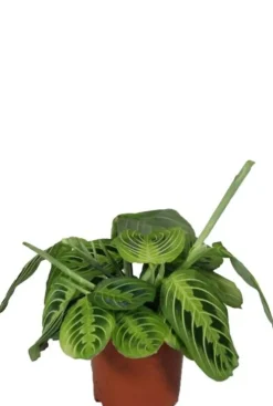 Maranta Lemon Lime - Maranta NoID
