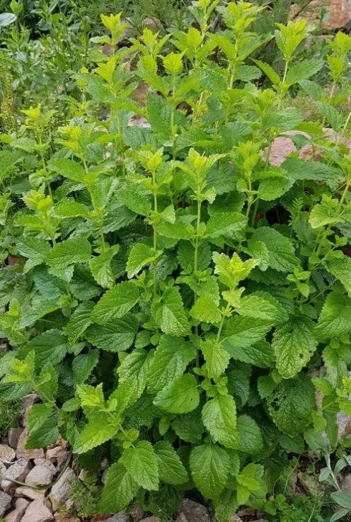 Melissa officinalis - Citroenmelisse