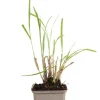 Miscanthus sinensis - Prachtriet