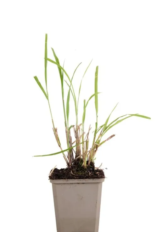 Miscanthus sinensis - Prachtriet