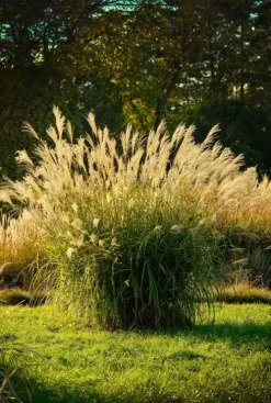 Miscanthus sinensis - Prachtriet
