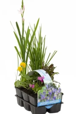 MIX Bloeiende Vijverplanten