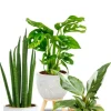 Mix planten in neutrale potjes