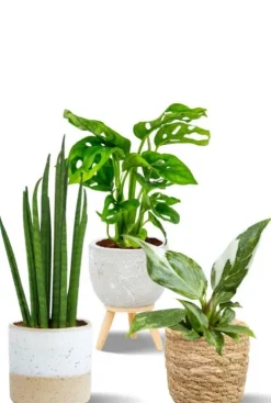 Mix planten in neutrale potjes