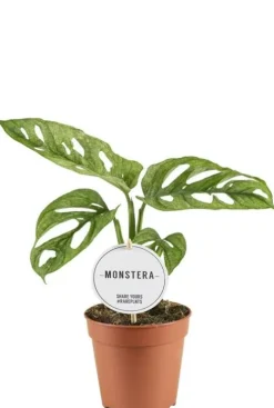 Monstera Adansonii Mint - Monkey Leaf
