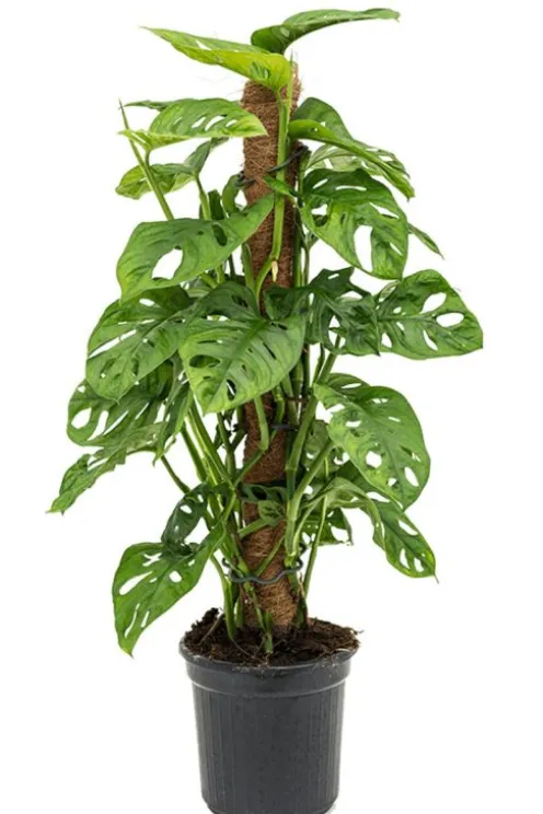 Monstera Adansonii - Monkey Leaf