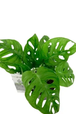 Monstera Adansonii - Monkey Leaf