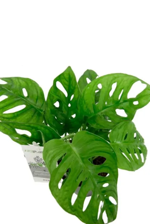 Monstera Adansonii - Monkey Leaf