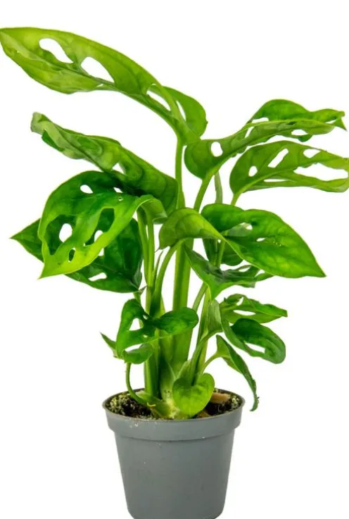 Monstera Adansonii - Stekje
