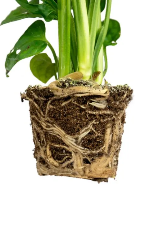 Monstera Adansonii - Stekje