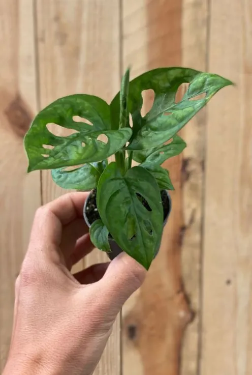 Monstera Adansonii - Stekje