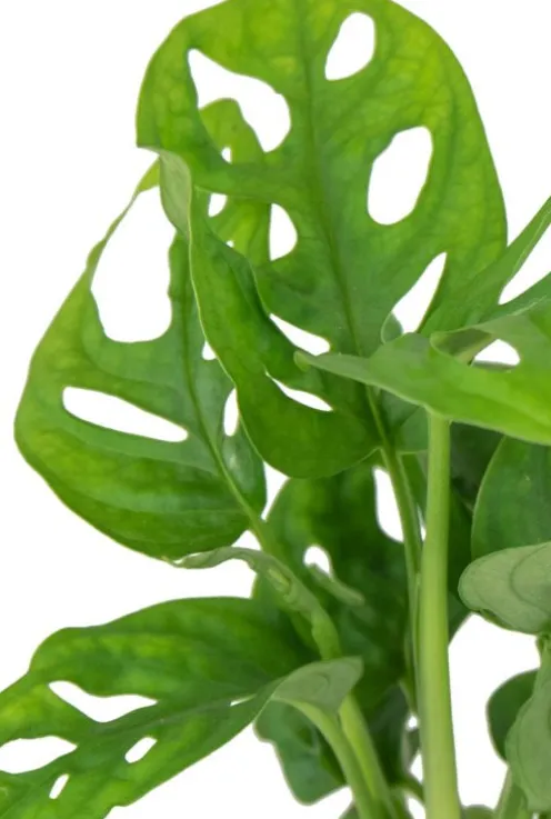 Monstera Adansonii - Stekje