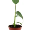 Monstera Burle Marx Flame - Gatenplant