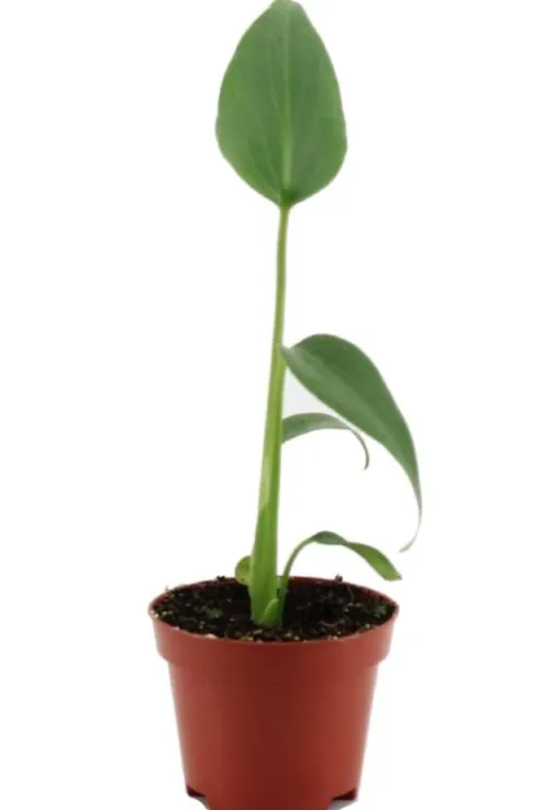 Monstera Burle Marx Flame - Gatenplant