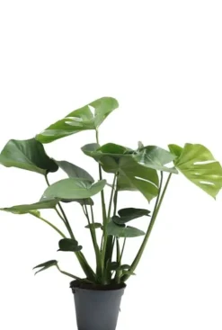 Monstera Deliciosa - Gatenplant