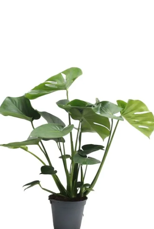 Monstera Deliciosa - Gatenplant
