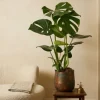 Monstera Deliciosa - Gatenplant