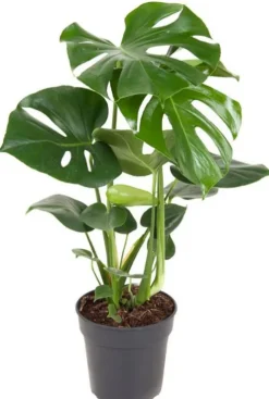 Monstera Deliciosa - Gatenplant