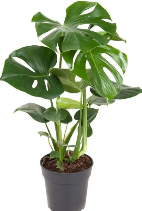 Monstera Deliciosa - Gatenplant