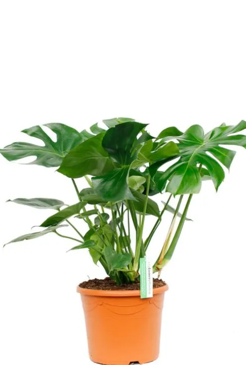 Monstera Deliciosa - Gatenplant